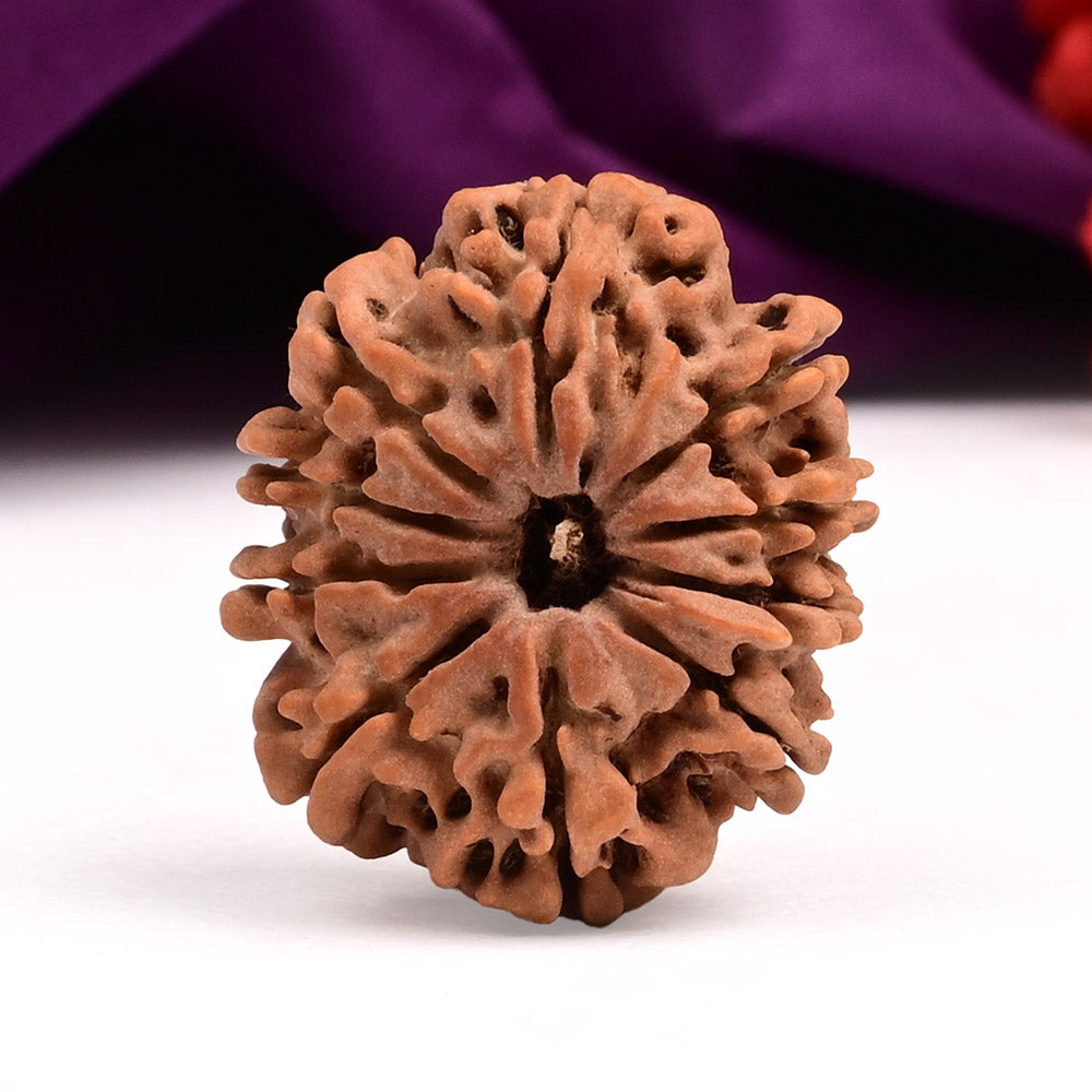 10 MUKHI RUDRAKSHA ( NEPALI )