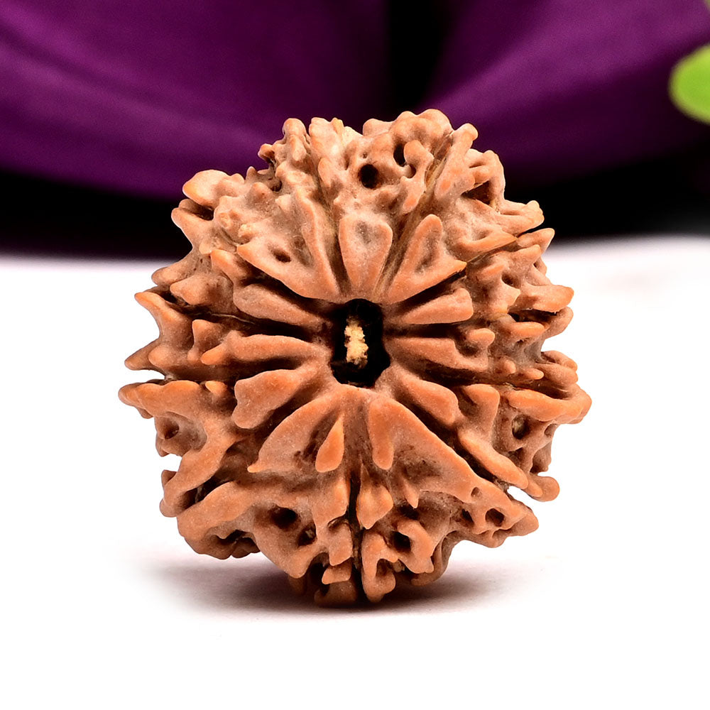 11 MUKHI RUDRAKSHA (NEPALI)