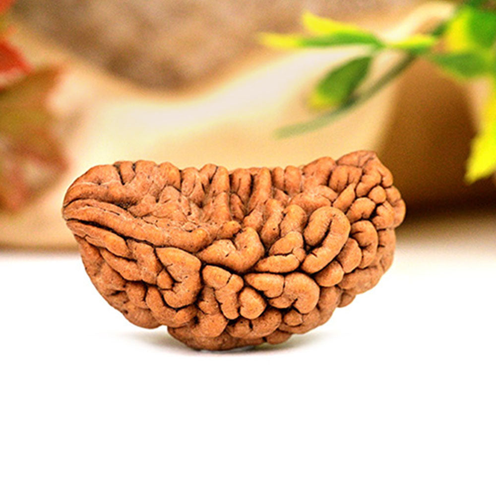 NATURAL 1 MUKHI RUDRAKSHA (KAJU)