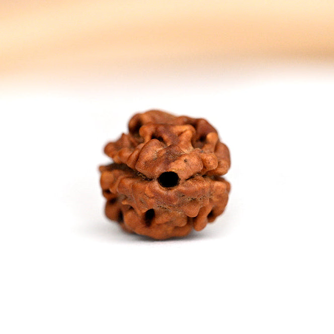 NATURAL 2 MUKHI RUDRAKSHA