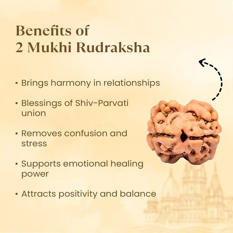 NATURAL 2 MUKHI RUDRAKSHA
