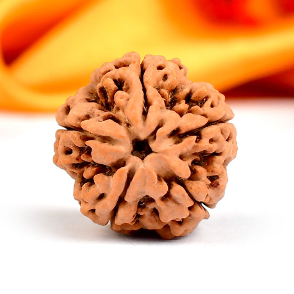 NATURAL 5 MUKHI RUDRAKSHA