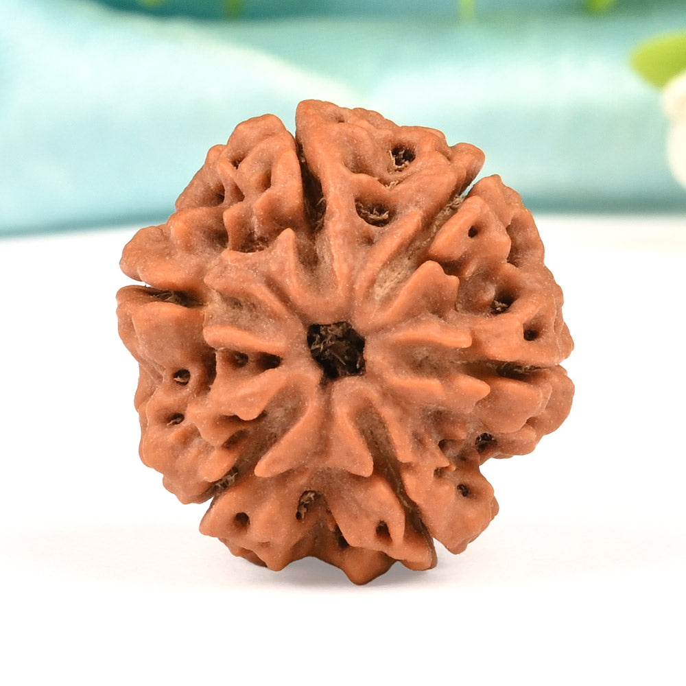 NATURAL 6 MUKHI RUDRAKSHA