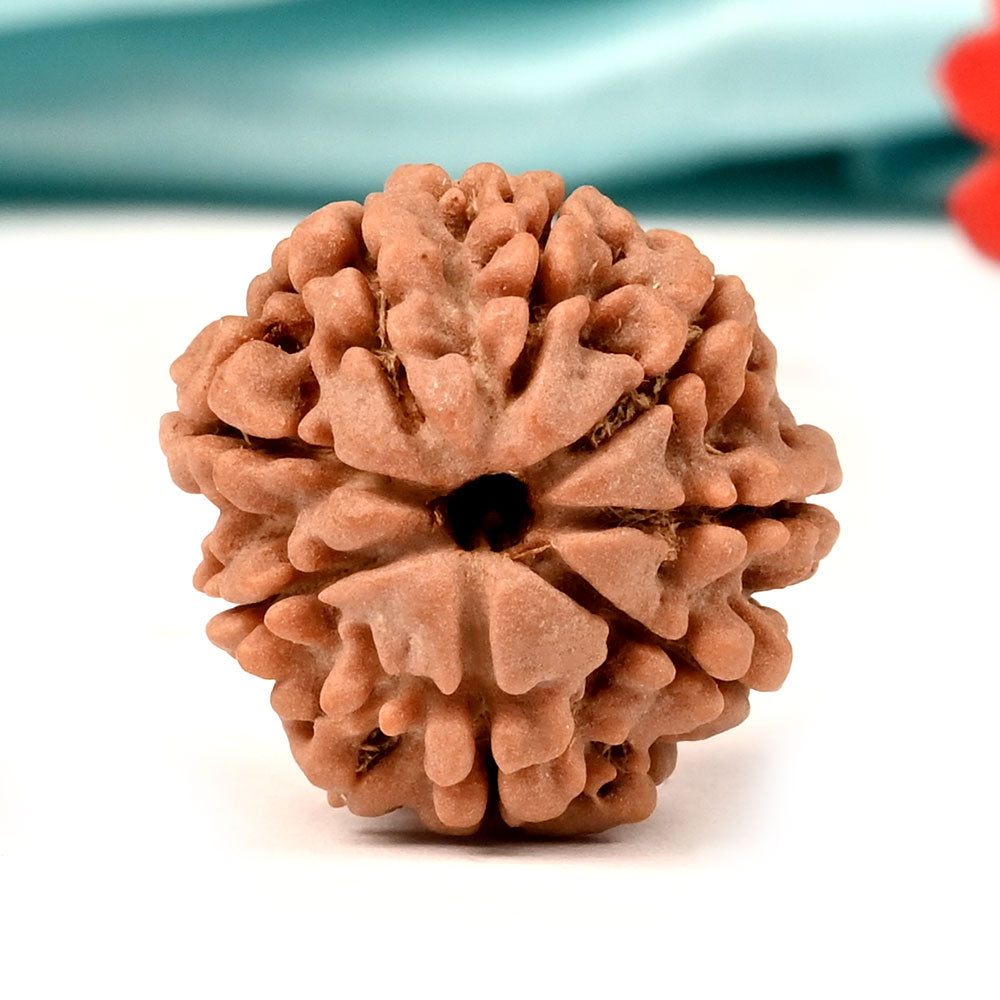 8 MUKHI RUDRAKSHA (NEPALI)