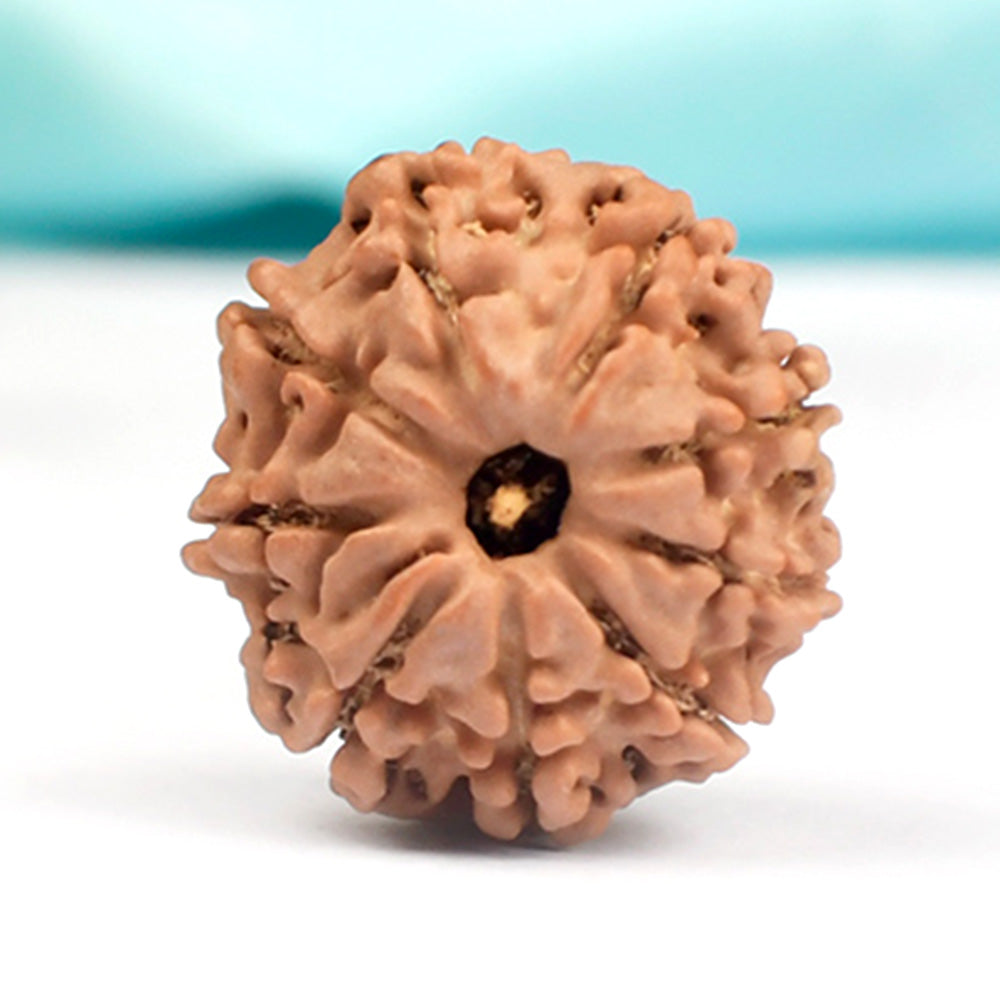 9 MUKHI RUDRAKSHA (NEPALI)