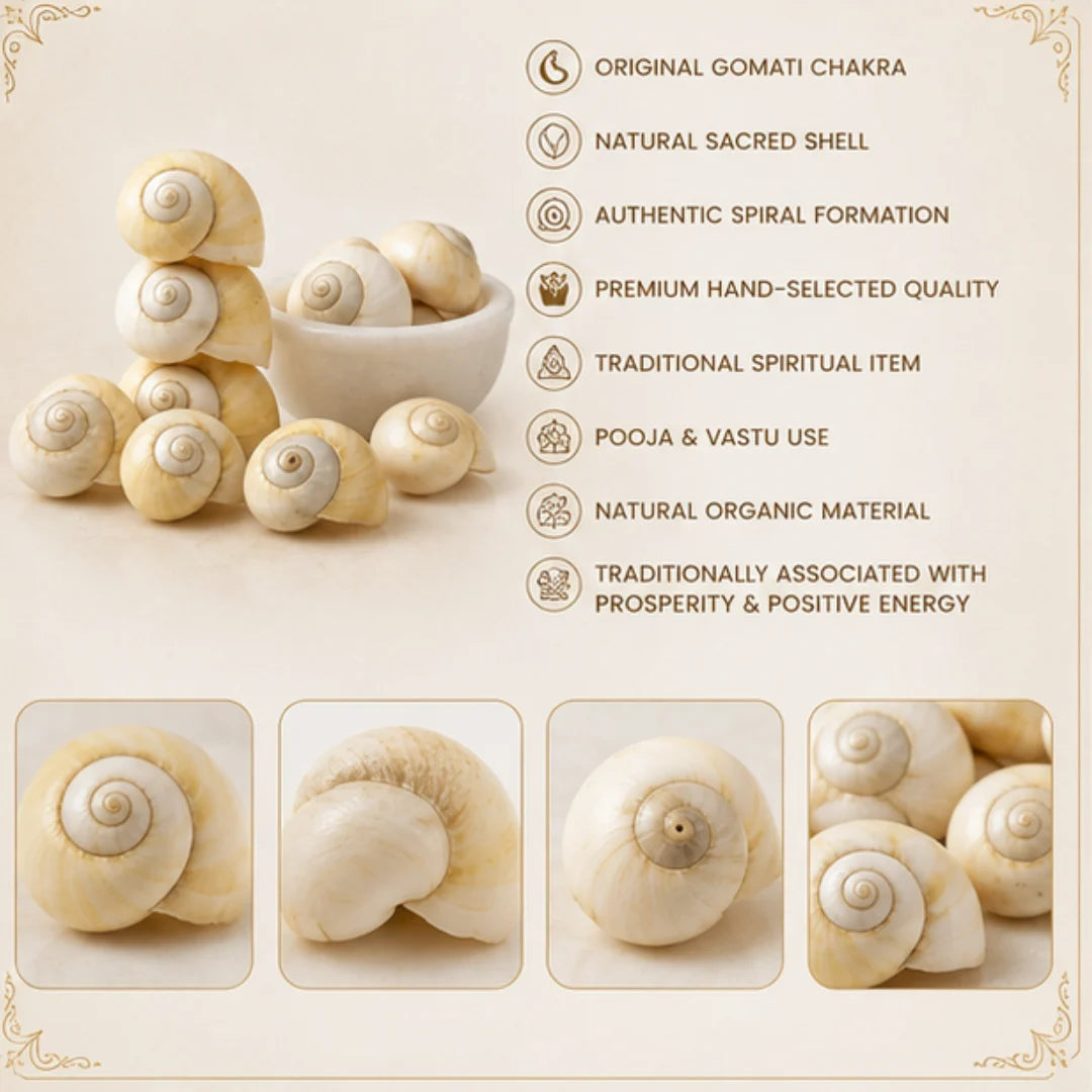 Original Gomati Chakra for Pooja & Prosperity