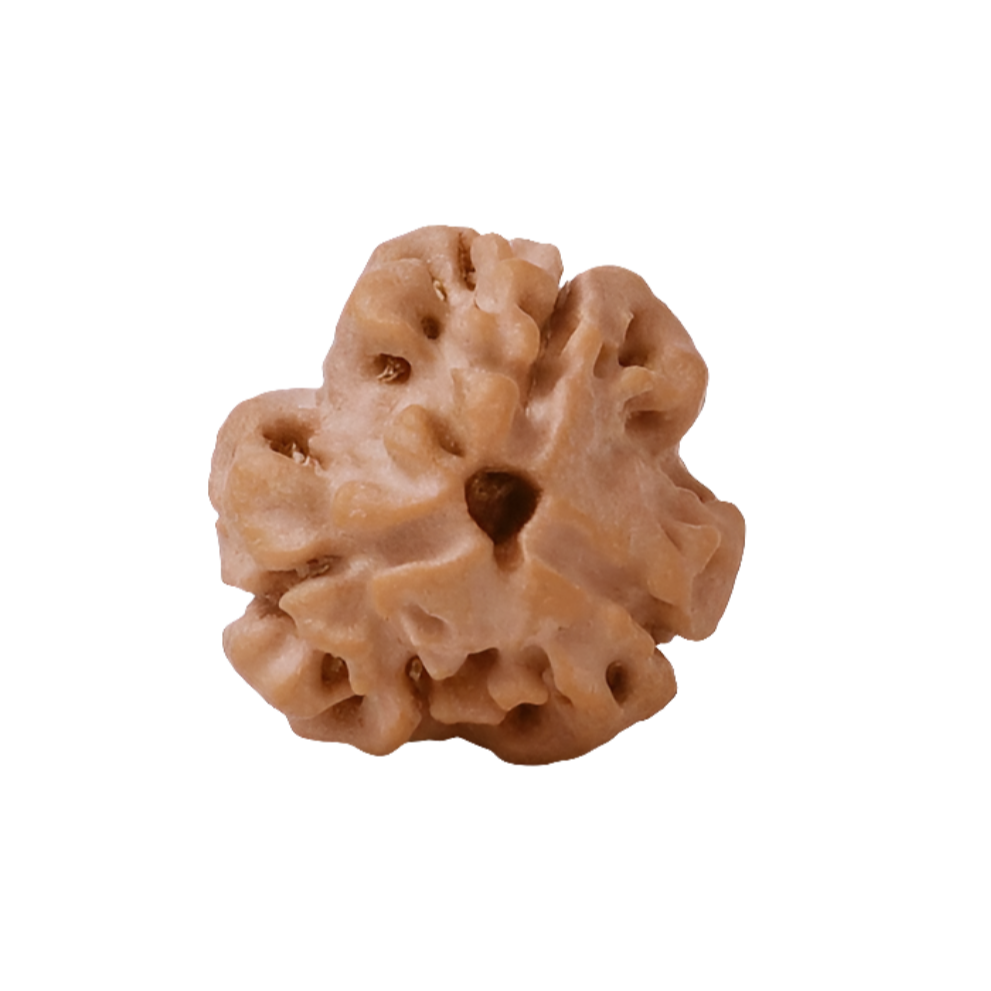 NATURAL 3 MUKHI RUDRAKSHA