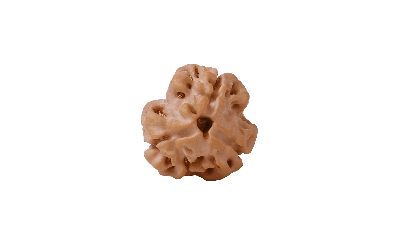 NATURAL 3 MUKHI RUDRAKSHA