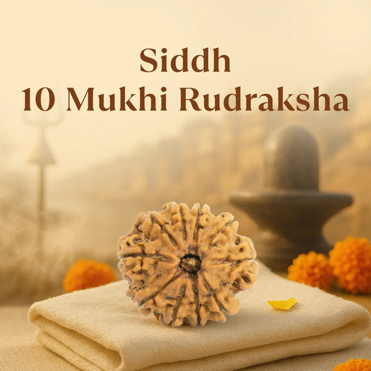10 MUKHI RUDRAKSHA ( NEPALI )