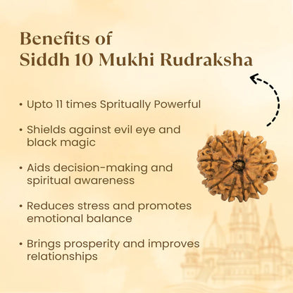 10 MUKHI RUDRAKSHA ( NEPALI )