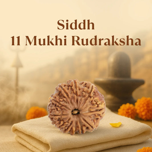 11 MUKHI RUDRAKSHA (NEPALI)