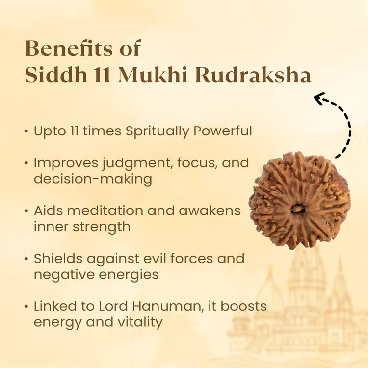 11 MUKHI RUDRAKSHA (NEPALI)