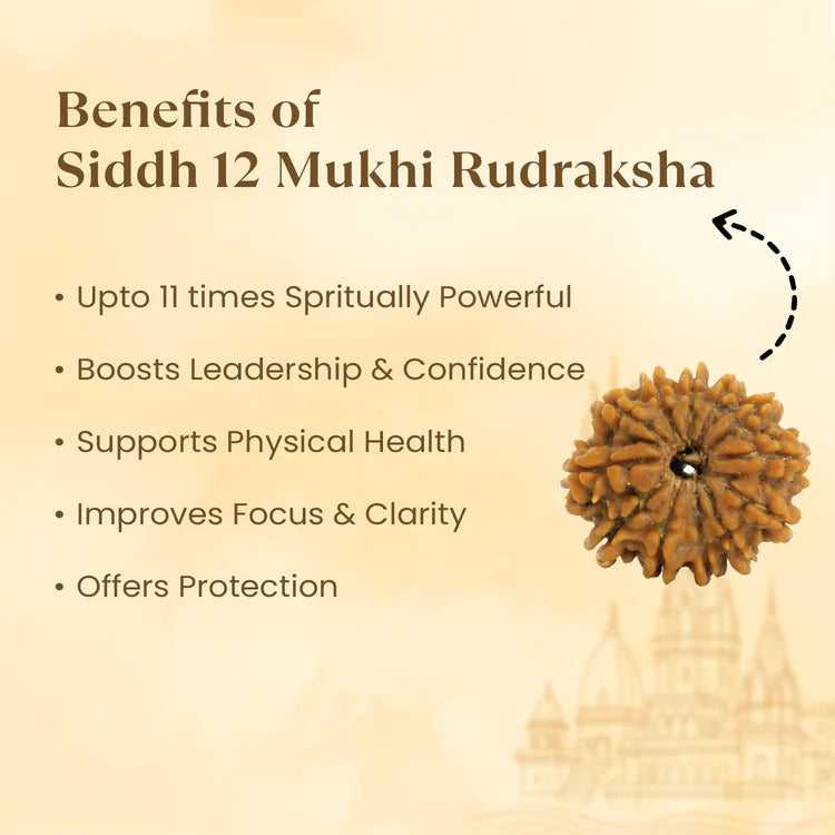 12 MUKHI RUDRAKSHA (NEPALI)