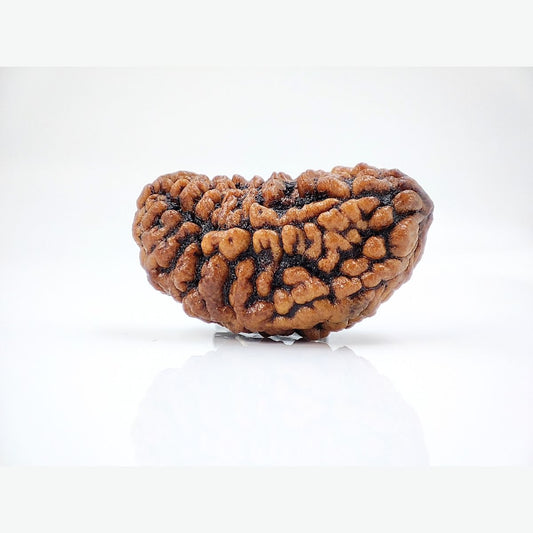 NATURAL 1 MUKHI RUDRAKSHA (KAJU)