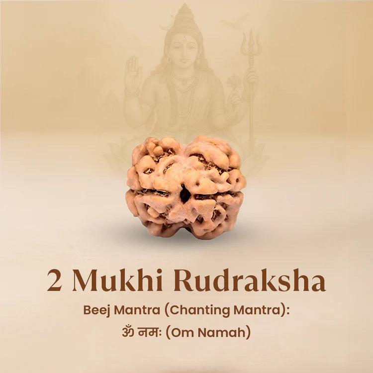 NATURAL 2 MUKHI RUDRAKSHA