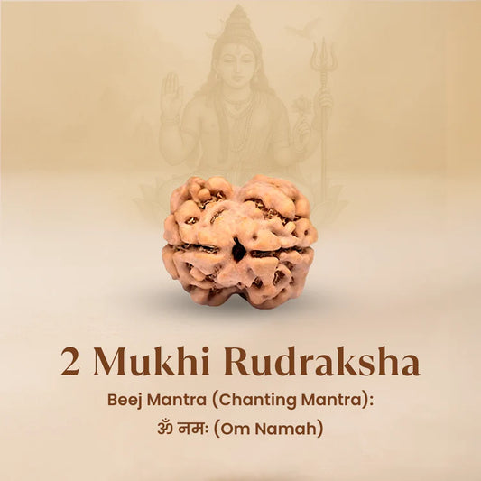 NATURAL 2 MUKHI RUDRAKSHA
