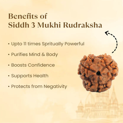NATURAL 3 MUKHI RUDRAKSHA