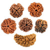 {"alt" => "1-12 MUKHI RUDRAKSHA ( NEPALI )"}
