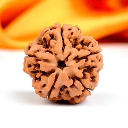NATURAL 5 MUKHI RUDRAKSHA