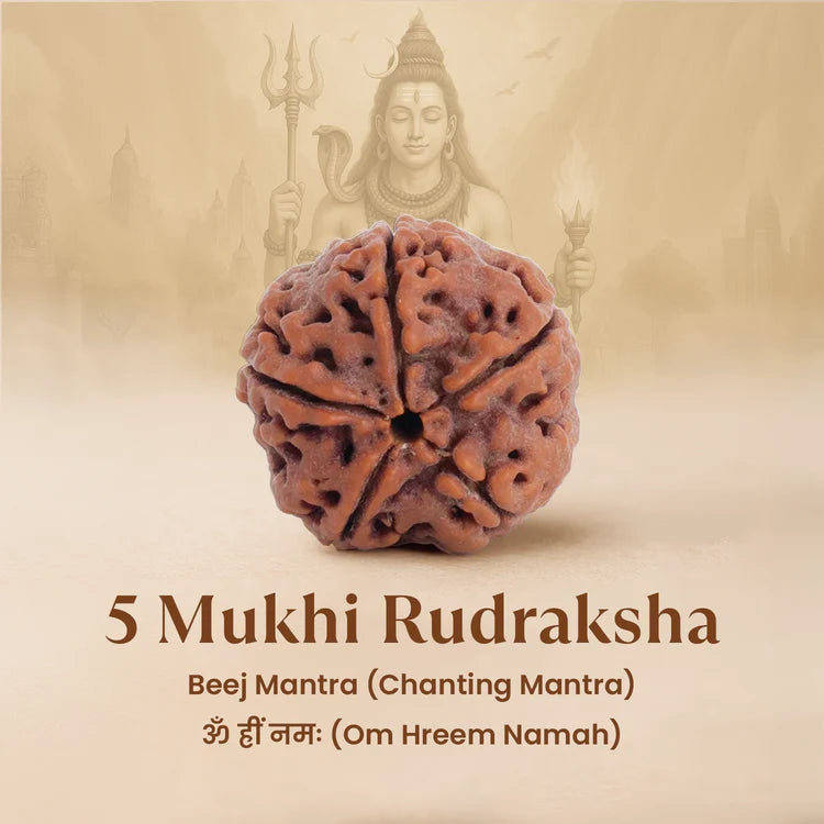 5 MUKHI RUDRAKSHA COMBO PACK