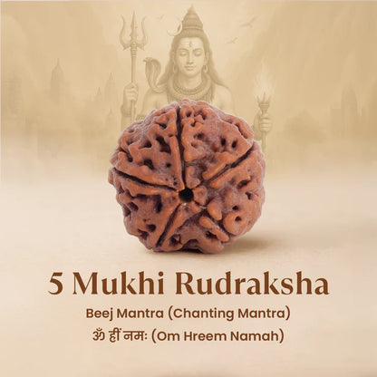 5 MUKHI RUDRAKSHA COMBO PACK