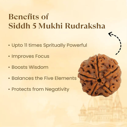 NATURAL 5 MUKHI RUDRAKSHA