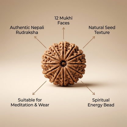 Buy 12 Mukhi Nepali Rudraksha for courage, spiritual growth and success.