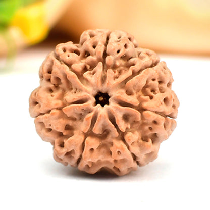 7 MUKHI RUDRAKSHA (NEPALI)