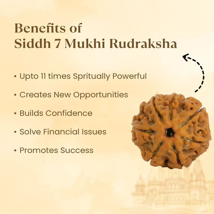 7 MUKHI RUDRAKSHA (NEPALI)