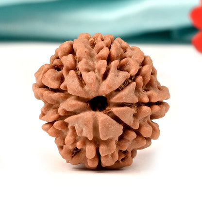 8 MUKHI RUDRAKSHA (NEPALI)