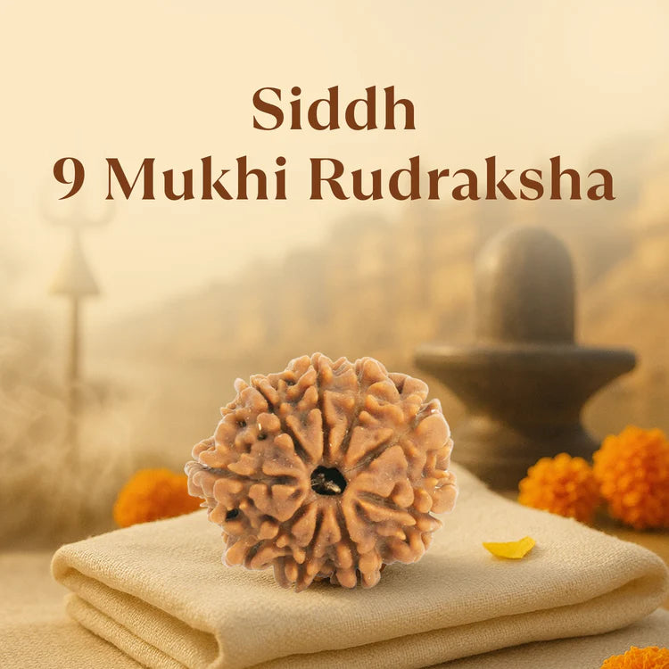 9 MUKHI RUDRAKSHA (NEPALI)