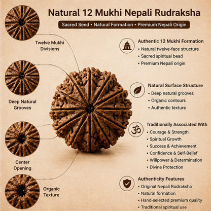 Buy 12 Mukhi Nepali Rudraksha for courage, spiritual growth and success.
