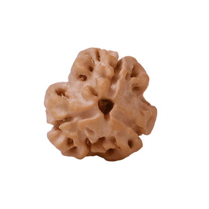 NATURAL 3 MUKHI RUDRAKSHA