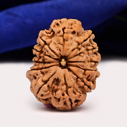 12 MUKHI RUDRAKSHA (NEPALI)