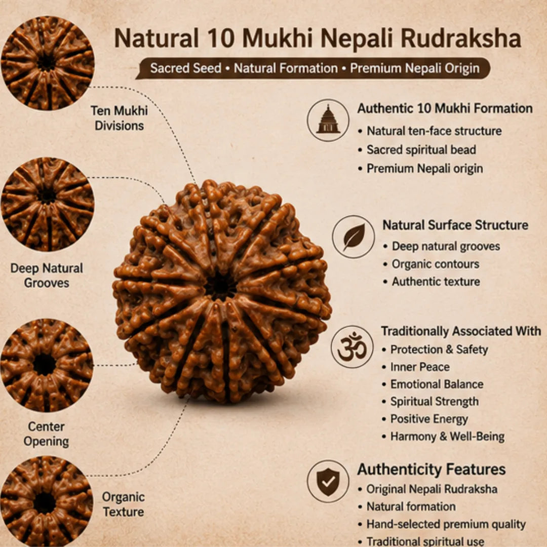 Natural 10 Mukhi Rudraksha (Nepali) for Protection & Peace
