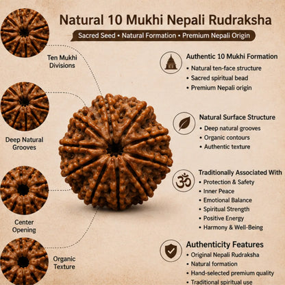 Natural 10 Mukhi Rudraksha (Nepali) for Protection & Peace