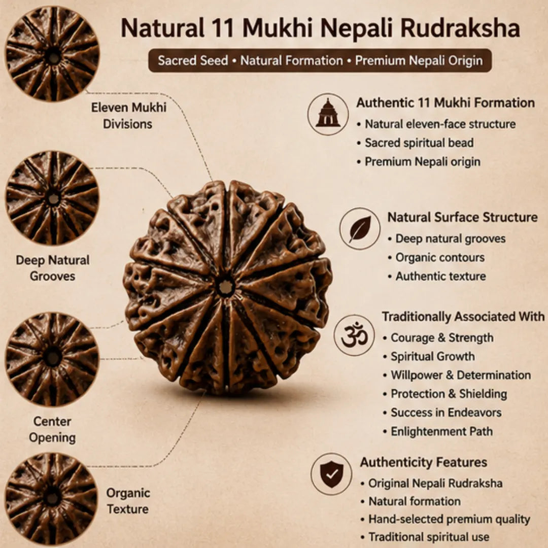 Natural 11 Mukhi Rudraksha (Nepali) for Courage & Spiritual Growth