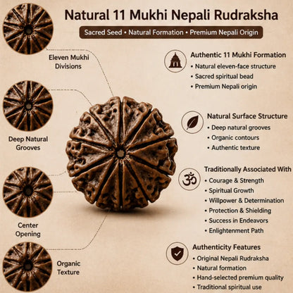 Natural 11 Mukhi Rudraksha (Nepali) for Courage & Spiritual Growth