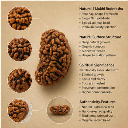 Natural 1 Mukhi Rudraksha (Kaju Shape) for Spiritual Growth & Success