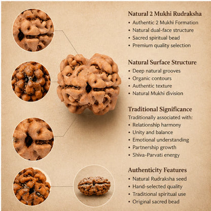 Natural 2 Mukhi Rudraksha for Relationship Harmony & Unity