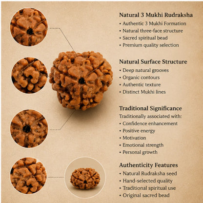Natural 3 Mukhi Rudraksha for Confidence & Energy