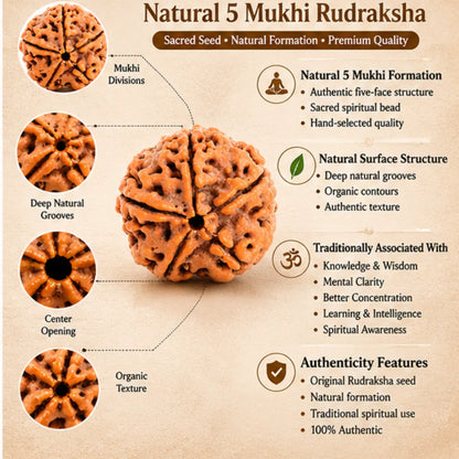 Natural 5 Mukhi Rudraksha for Knowledge & Intelligence