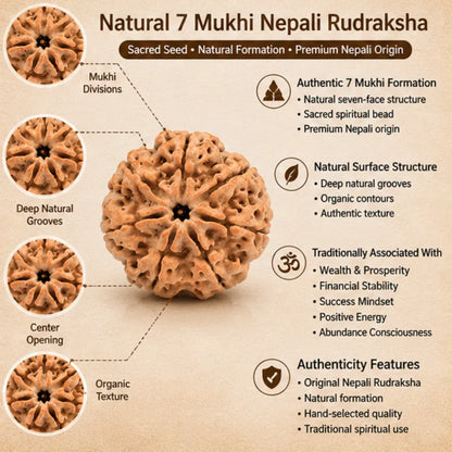 Natural 7 Mukhi Rudraksha (Nepali) for Wealth & Prosperity